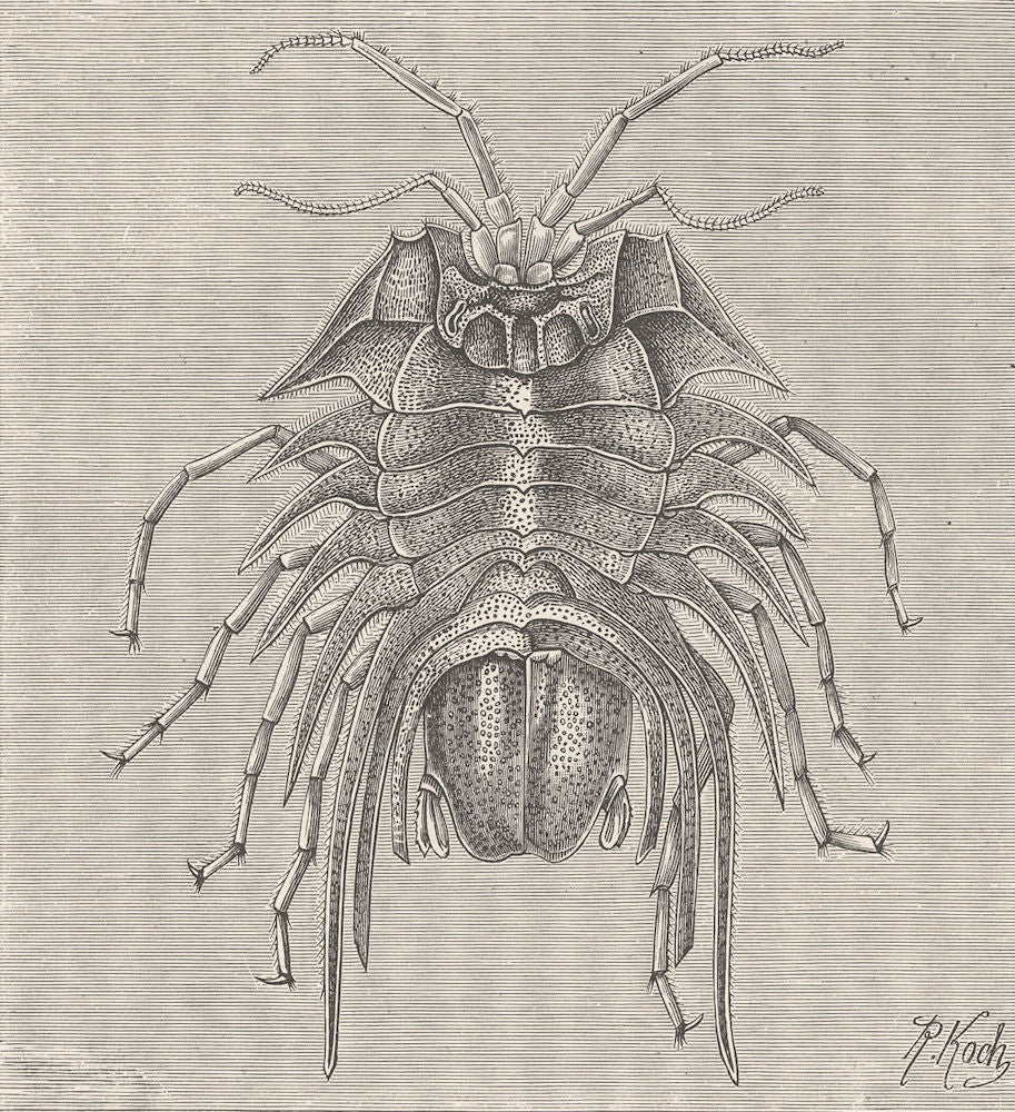 CRUSTACEANS. Serolis bromleyana 1896 old antique vintage print picture